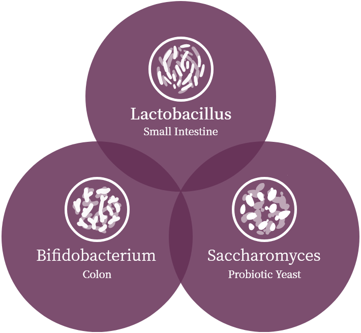 Digram of probiotic types Lactobacillus, Bifidobacterium and Saccharomyces